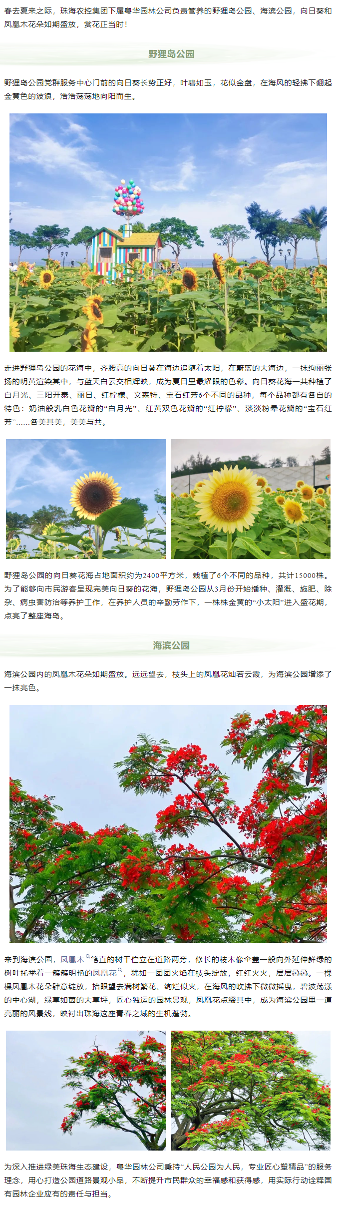 鳳凰花開(kāi) 向陽(yáng)而生  走！到市屬公園賞花去.png